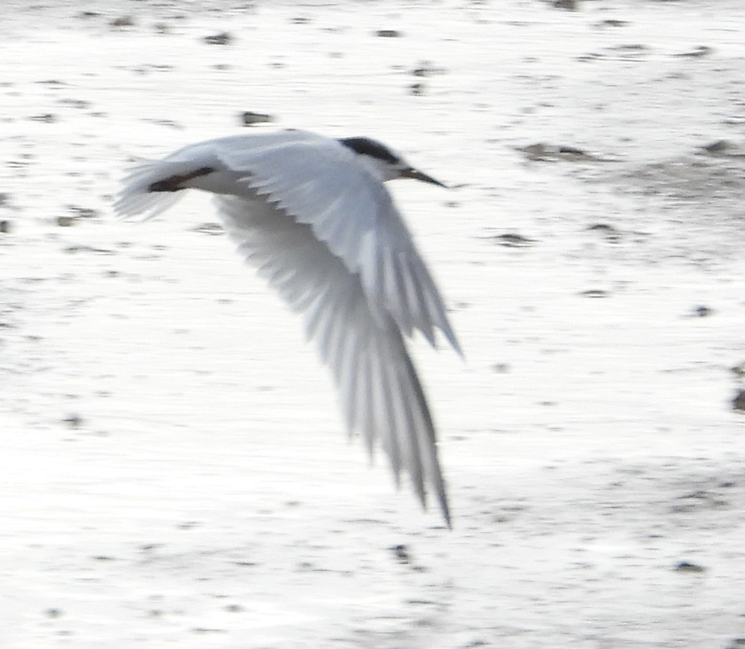 Little Tern - ML602559601