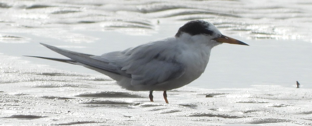 Little Tern - ML602559611