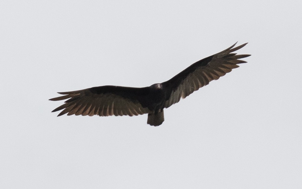 Turkey Vulture - PATRICK BEN SOUSSAN