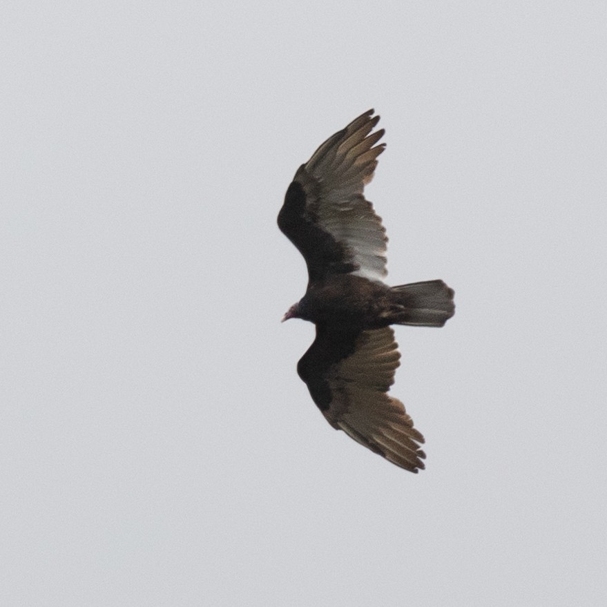 Turkey Vulture - ML602559631