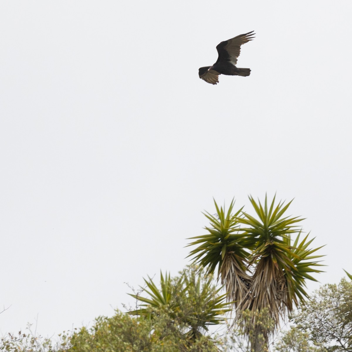 Turkey Vulture - ML602559641