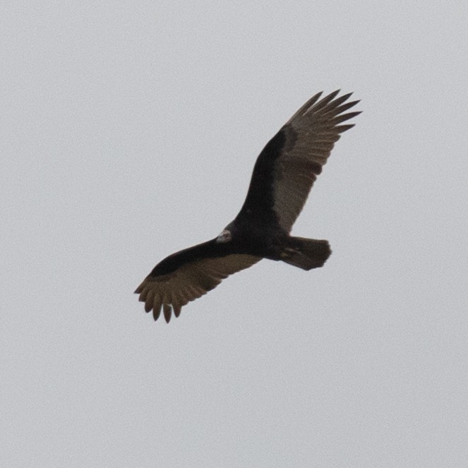 Turkey Vulture - ML602559651