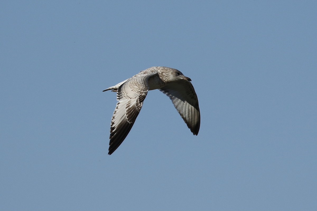 Ring-billed Gull - ML602559751