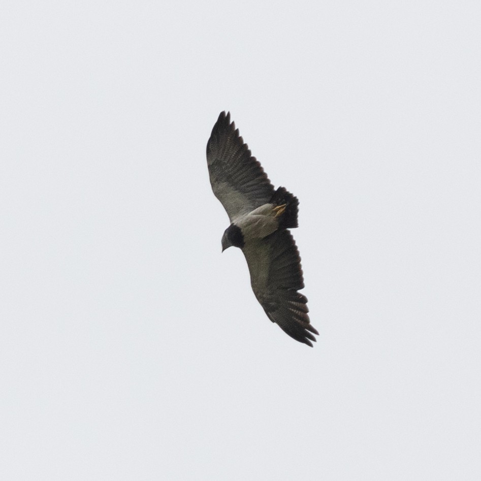 Black-chested Buzzard-Eagle - ML602559801