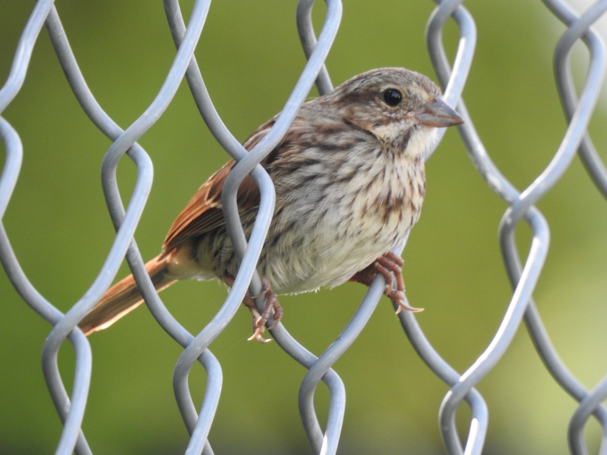 Song Sparrow - ML602560461