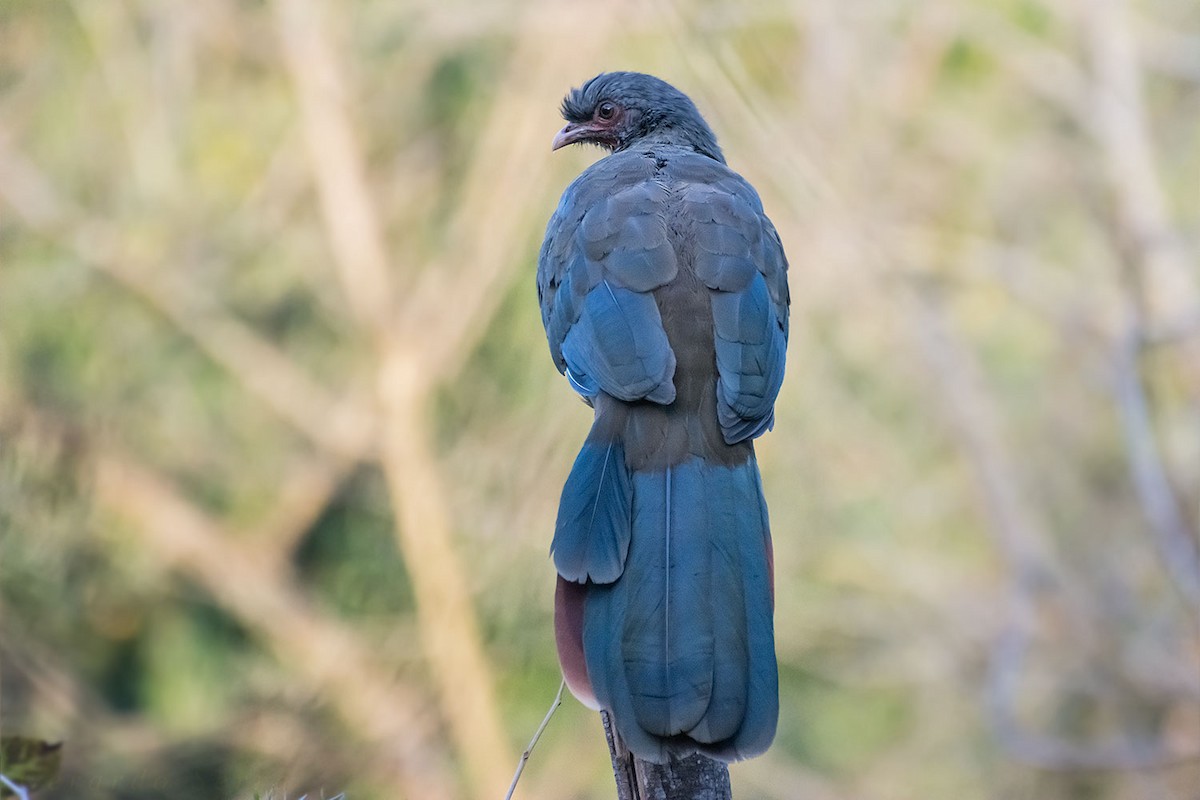 Chaco Chachalaca - ML60256091