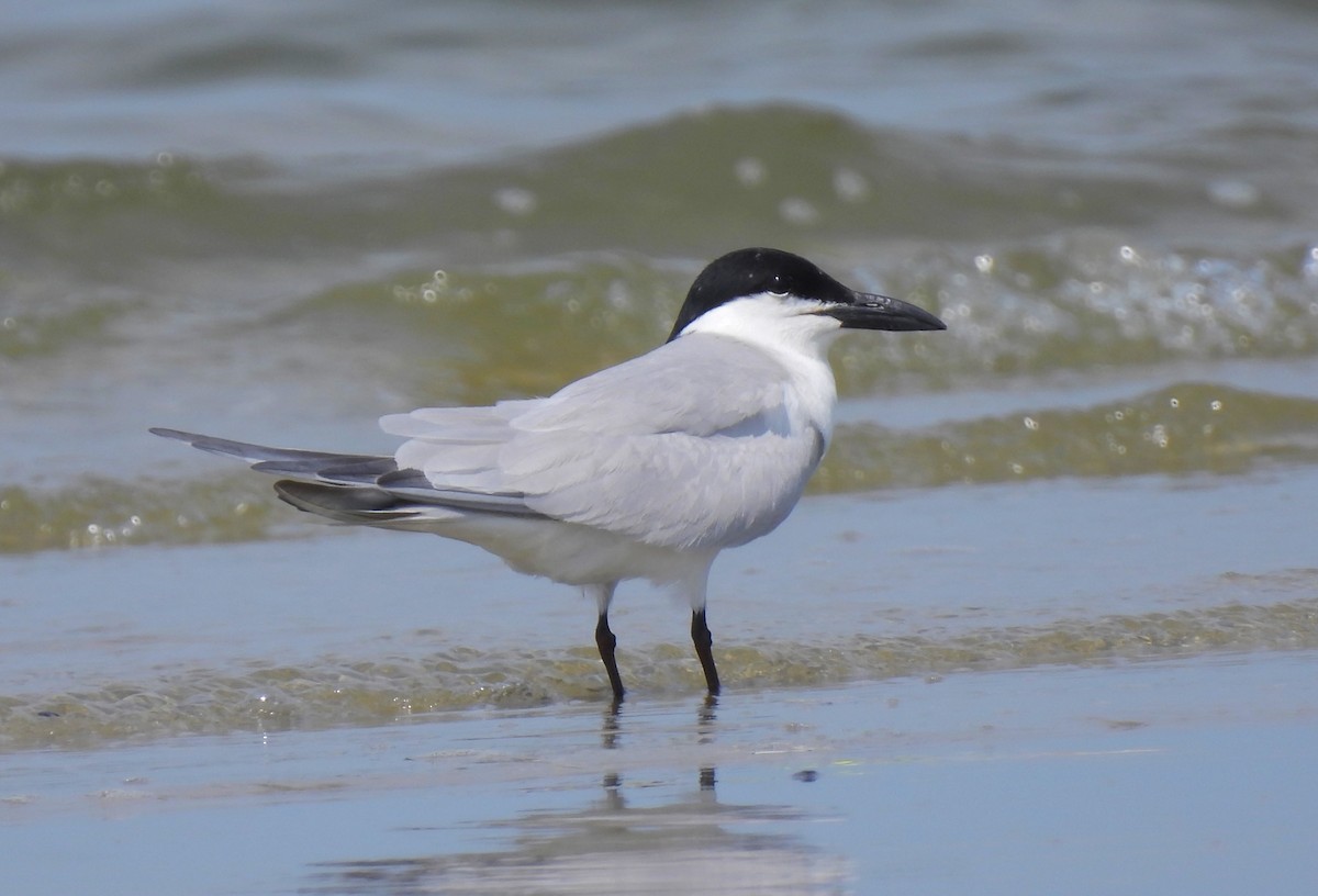 Gull-billed Tern - ML602560971