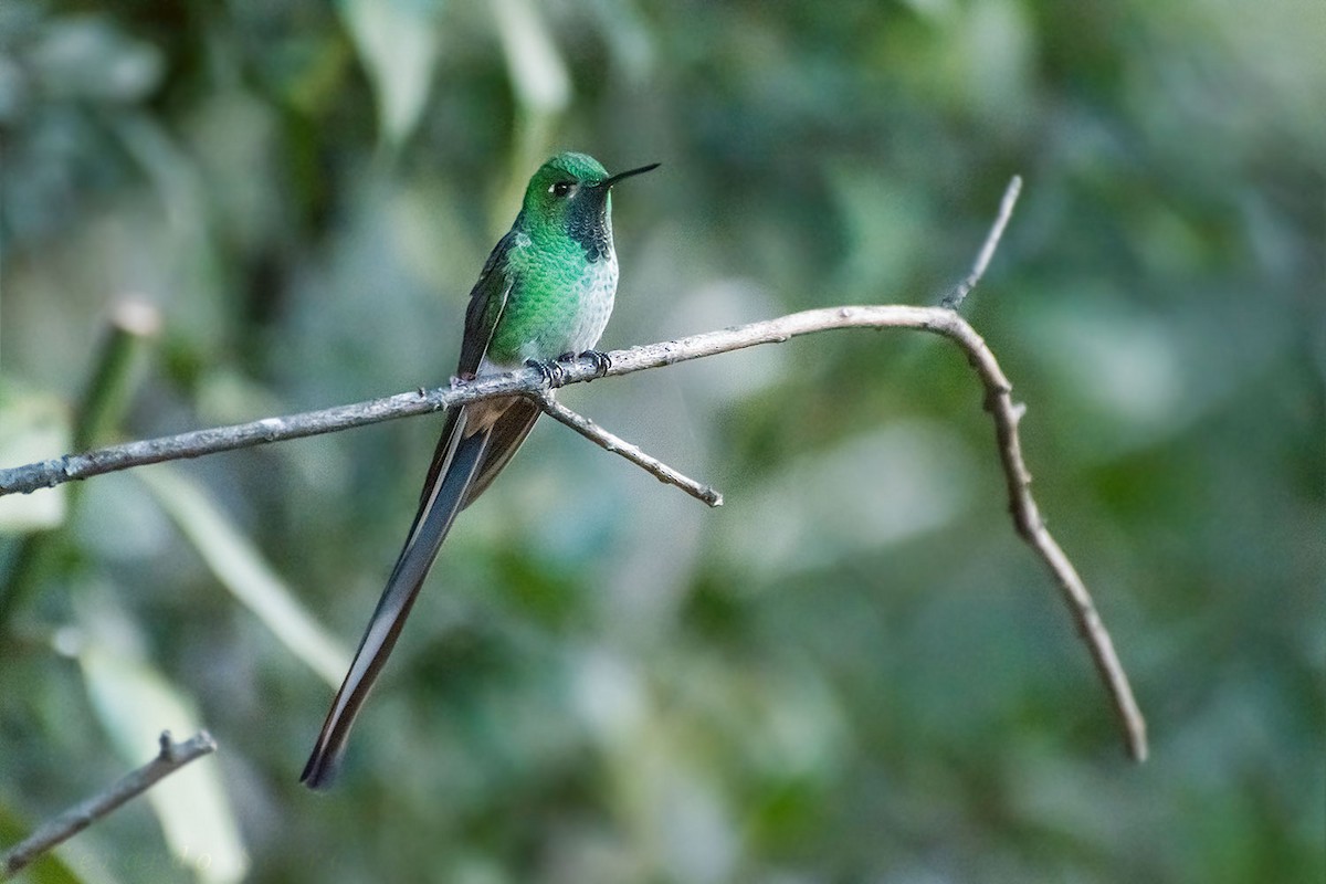 Red-tailed Comet - ML60256221