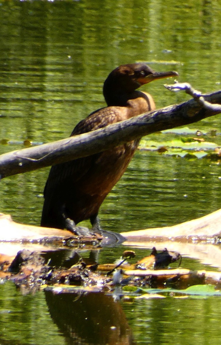 Neotropic Cormorant - ML602562721