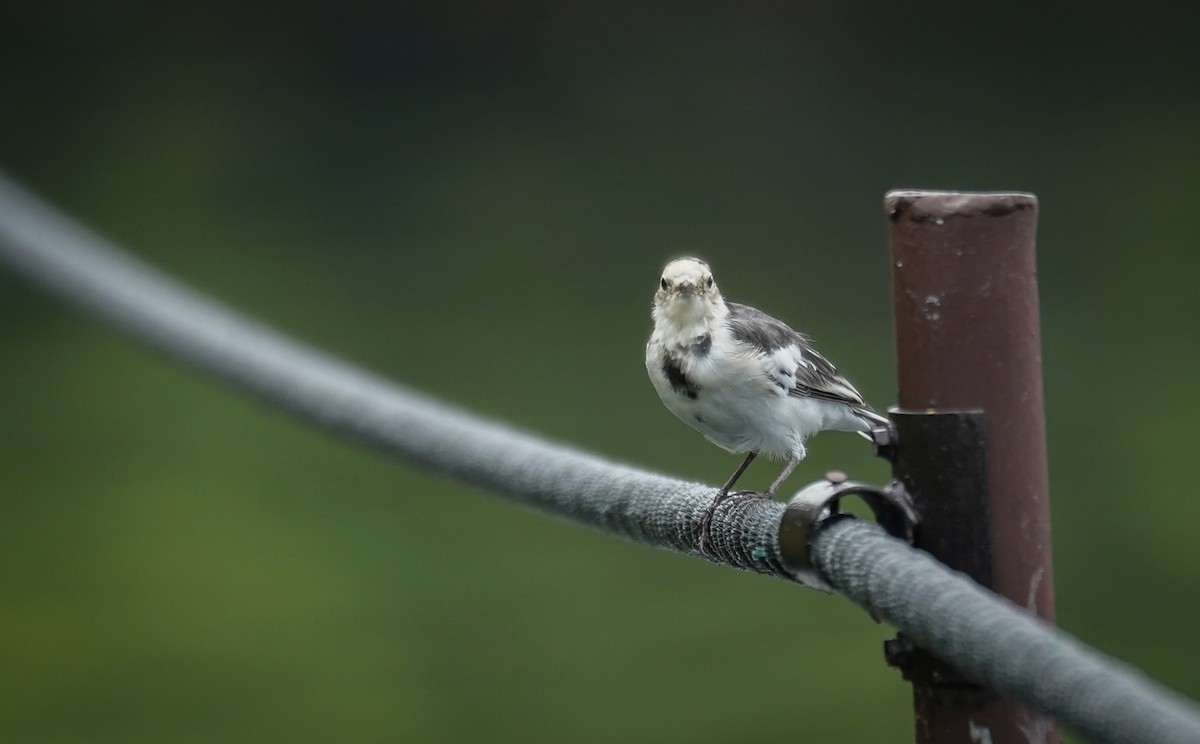 White Wagtail - ML602562971