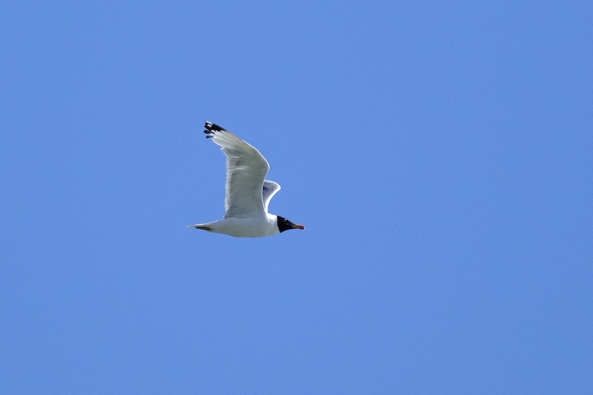 Pallas's Gull - ML602564891