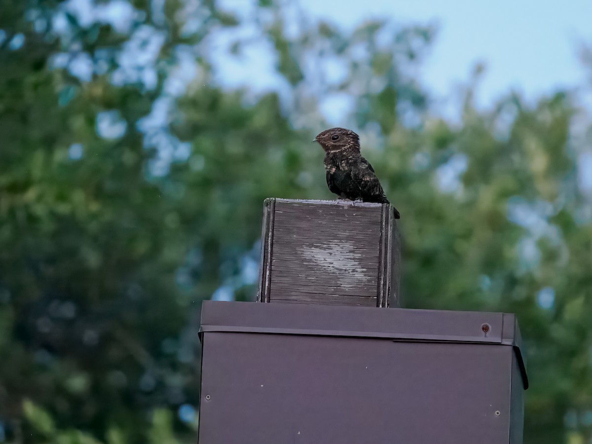 Common Nighthawk - Sheila Ellwood