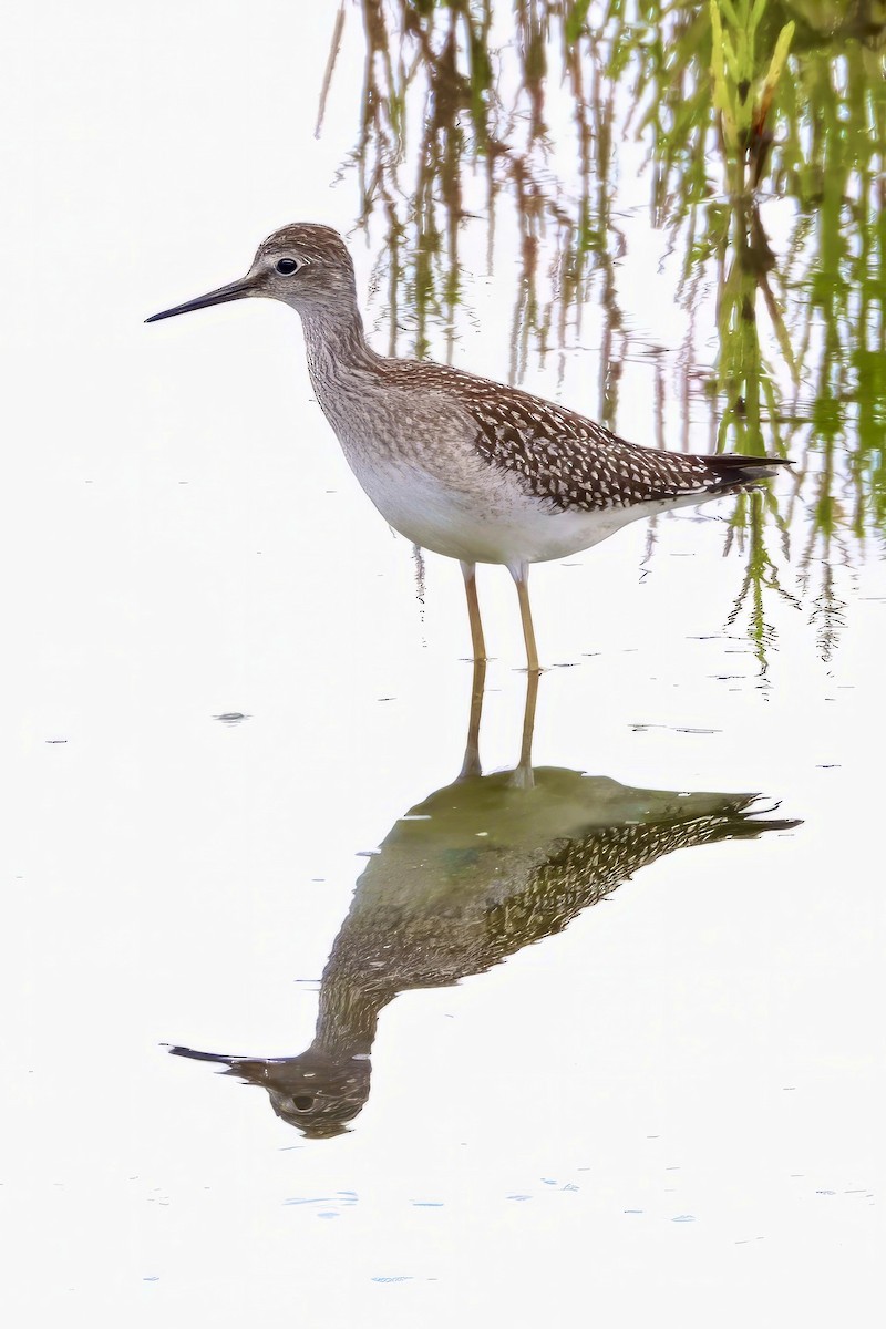 Lesser Yellowlegs - Deborah Porter