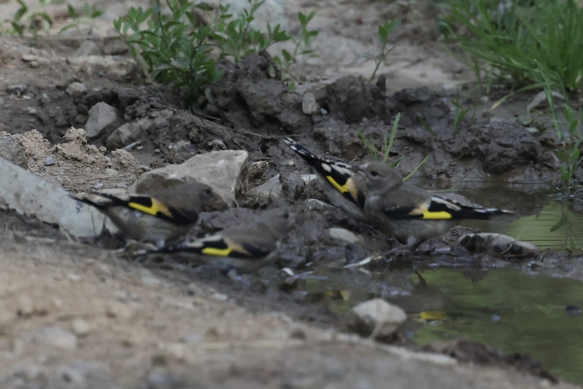 European Goldfinch - ML602567741