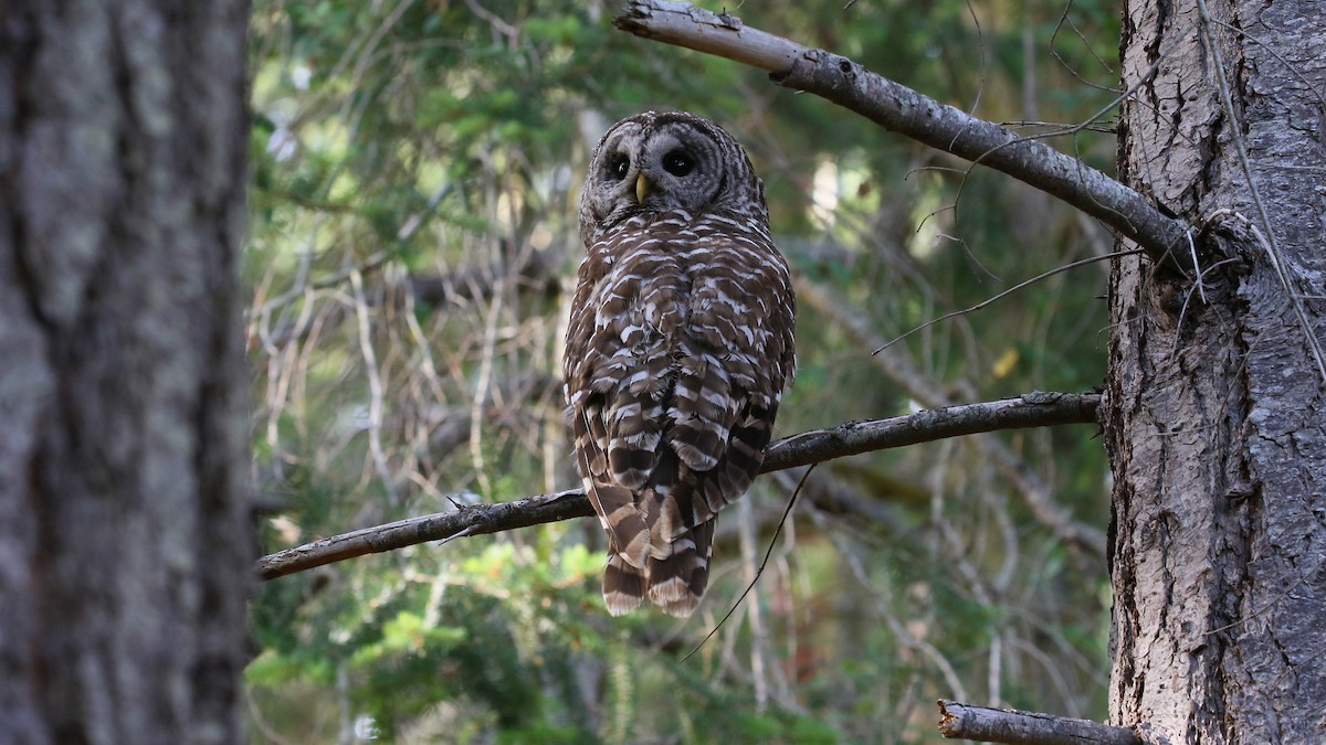 Barred Owl - Andy Bridges