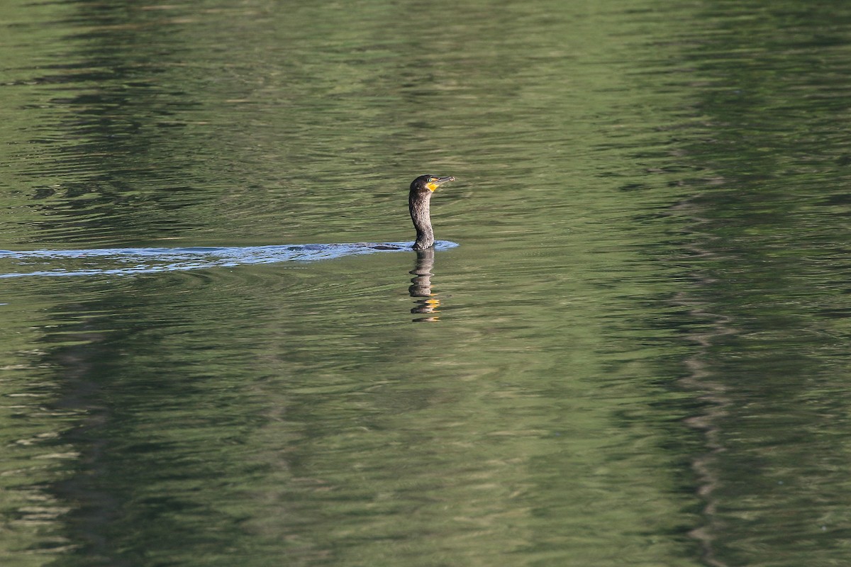 Cormoran à aigrettes - ML602568521