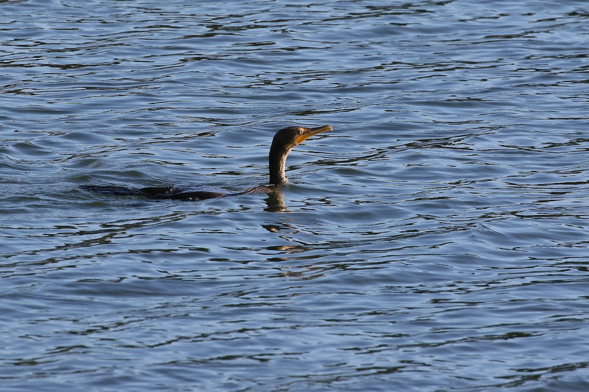 Double-crested Cormorant - Andy Bridges