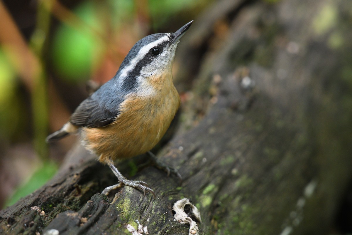 Red-breasted Nuthatch - ML602568631