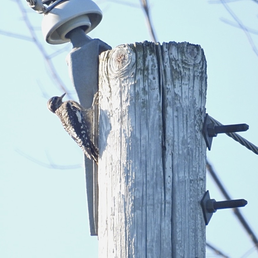 Yellow-bellied Sapsucker - ML602570121