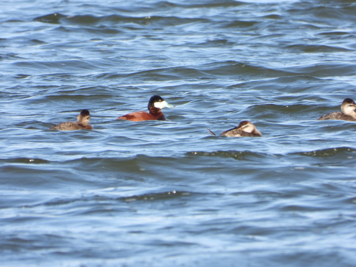 Ruddy Duck - ML602571211