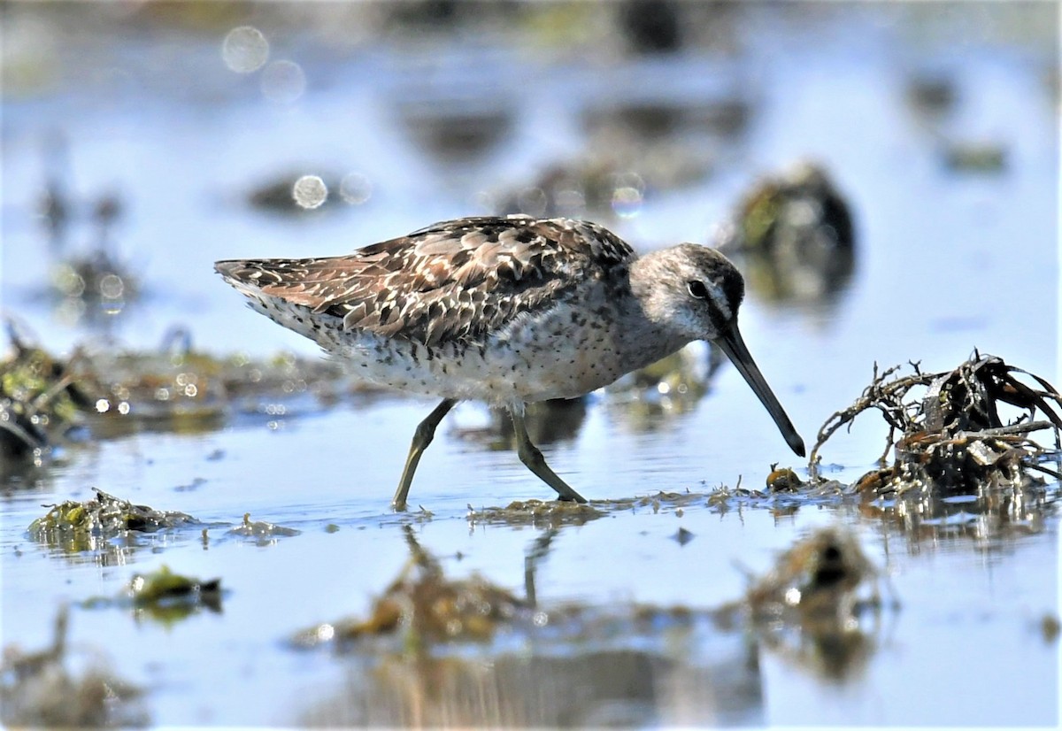 Short-billed Dowitcher - ML602571271