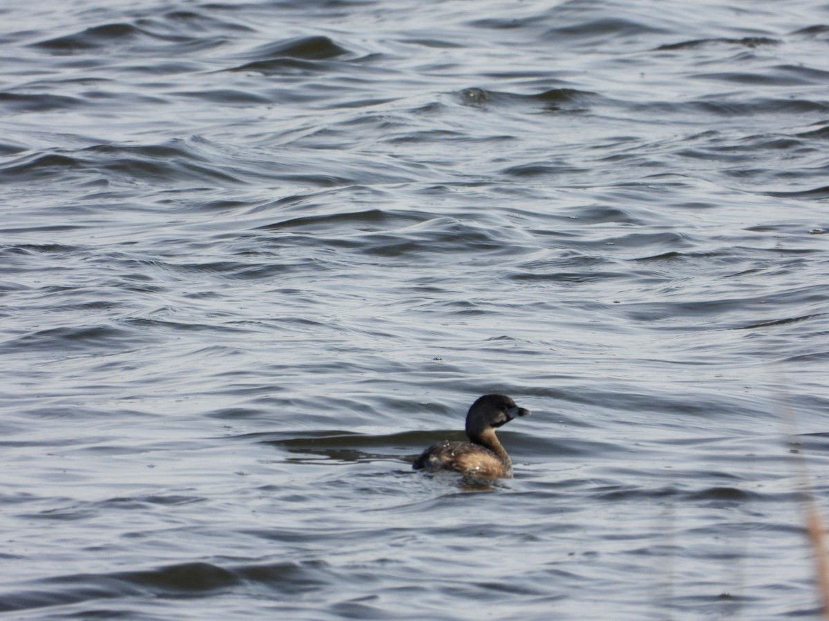 Pied-billed Grebe - ML602571501