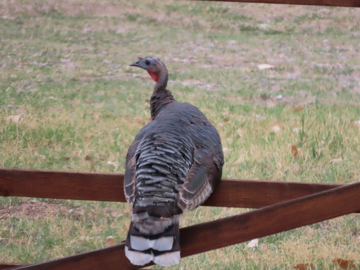 Wild Turkey - ML602573521