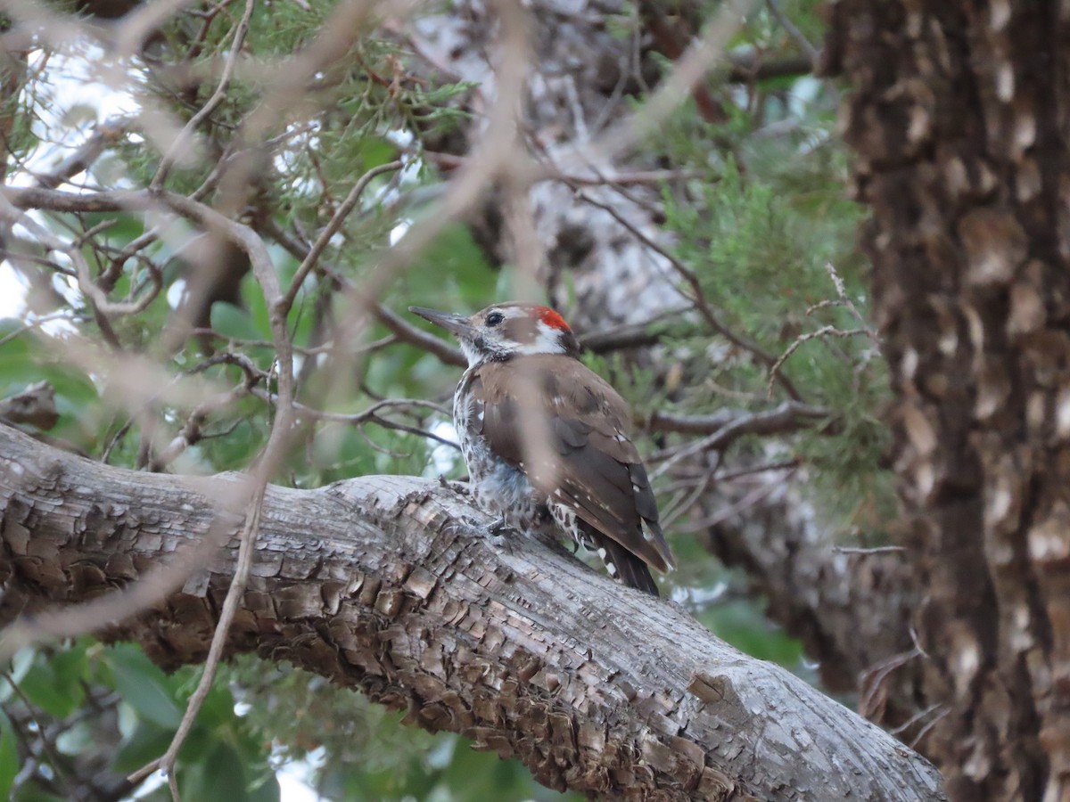 Arizona Woodpecker - ML602573641