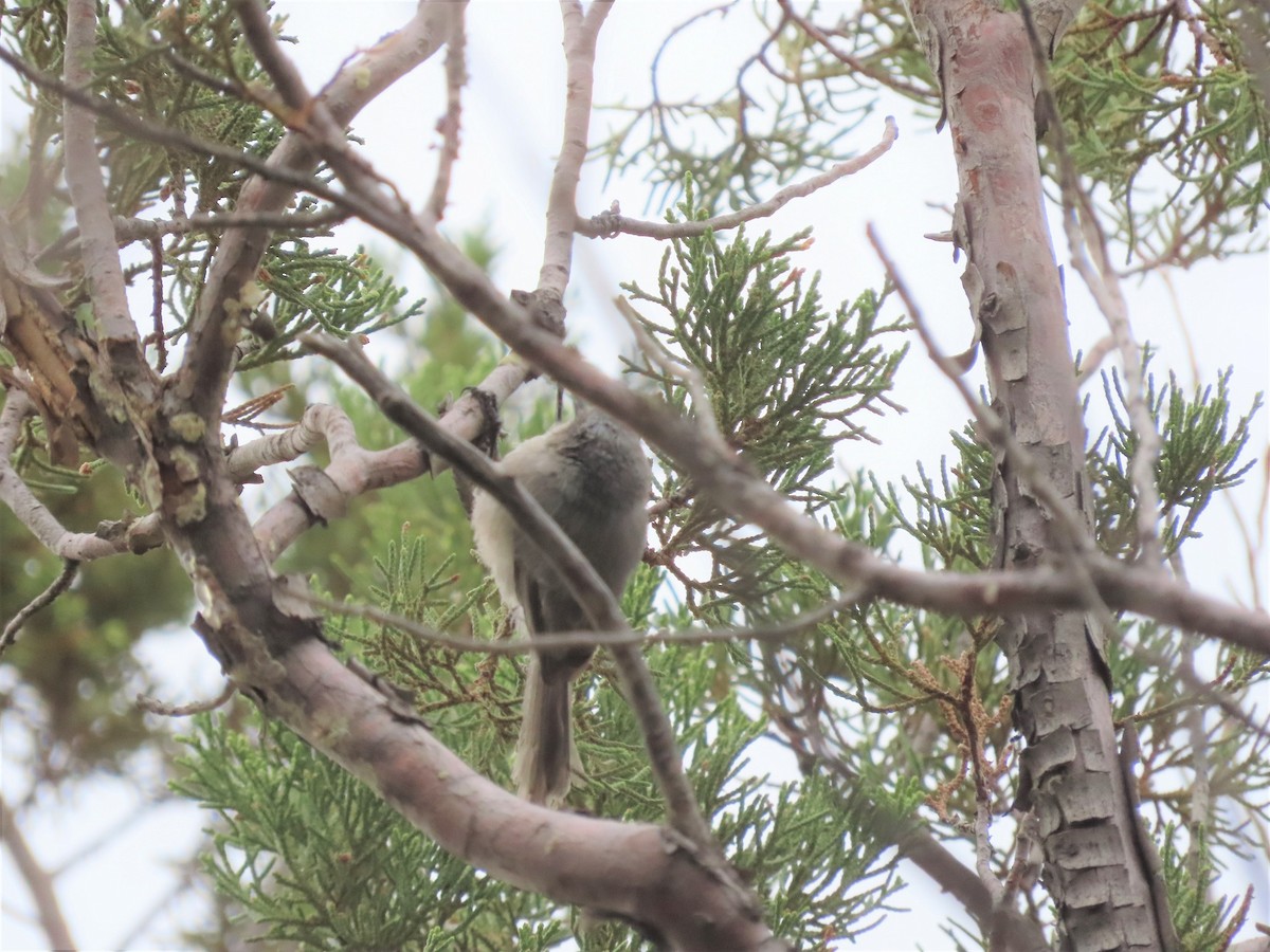 Bushtit (Interior) - ML602573771