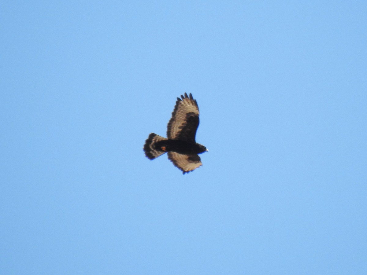 Rough-legged Hawk - ML602573811