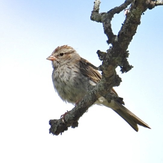 Chipping Sparrow - ML602574131