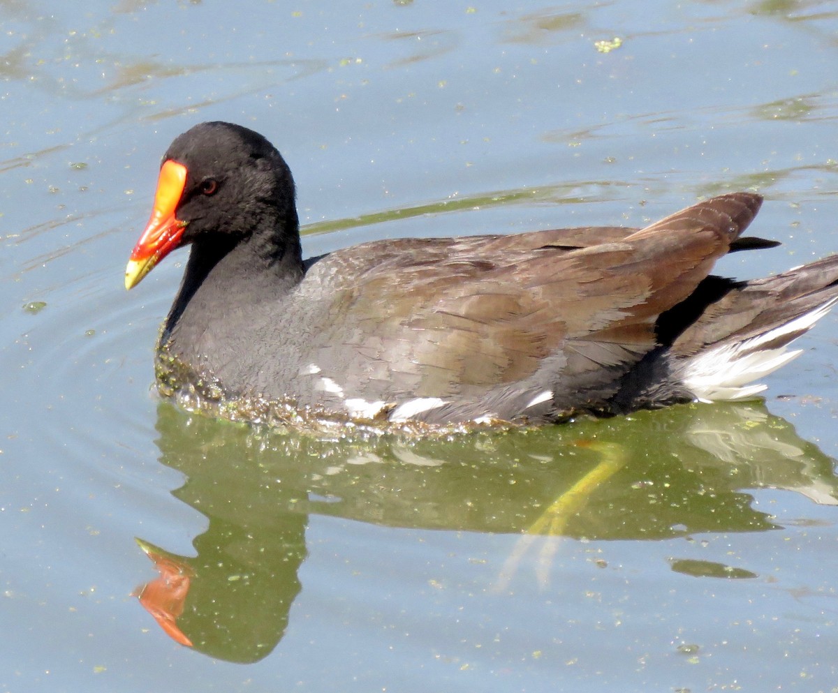 Common Gallinule - Lois Goldfrank