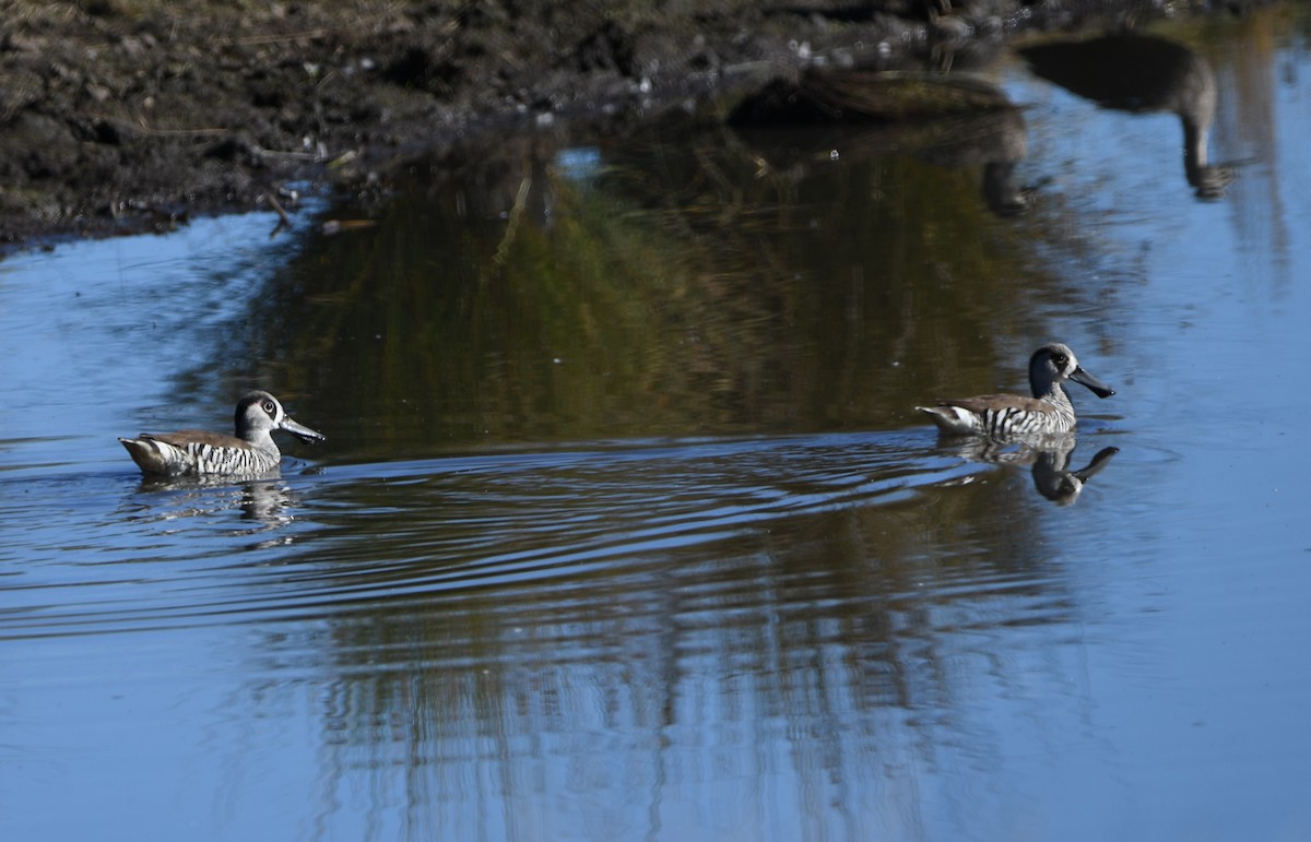 Pink-eared Duck - ML602575041