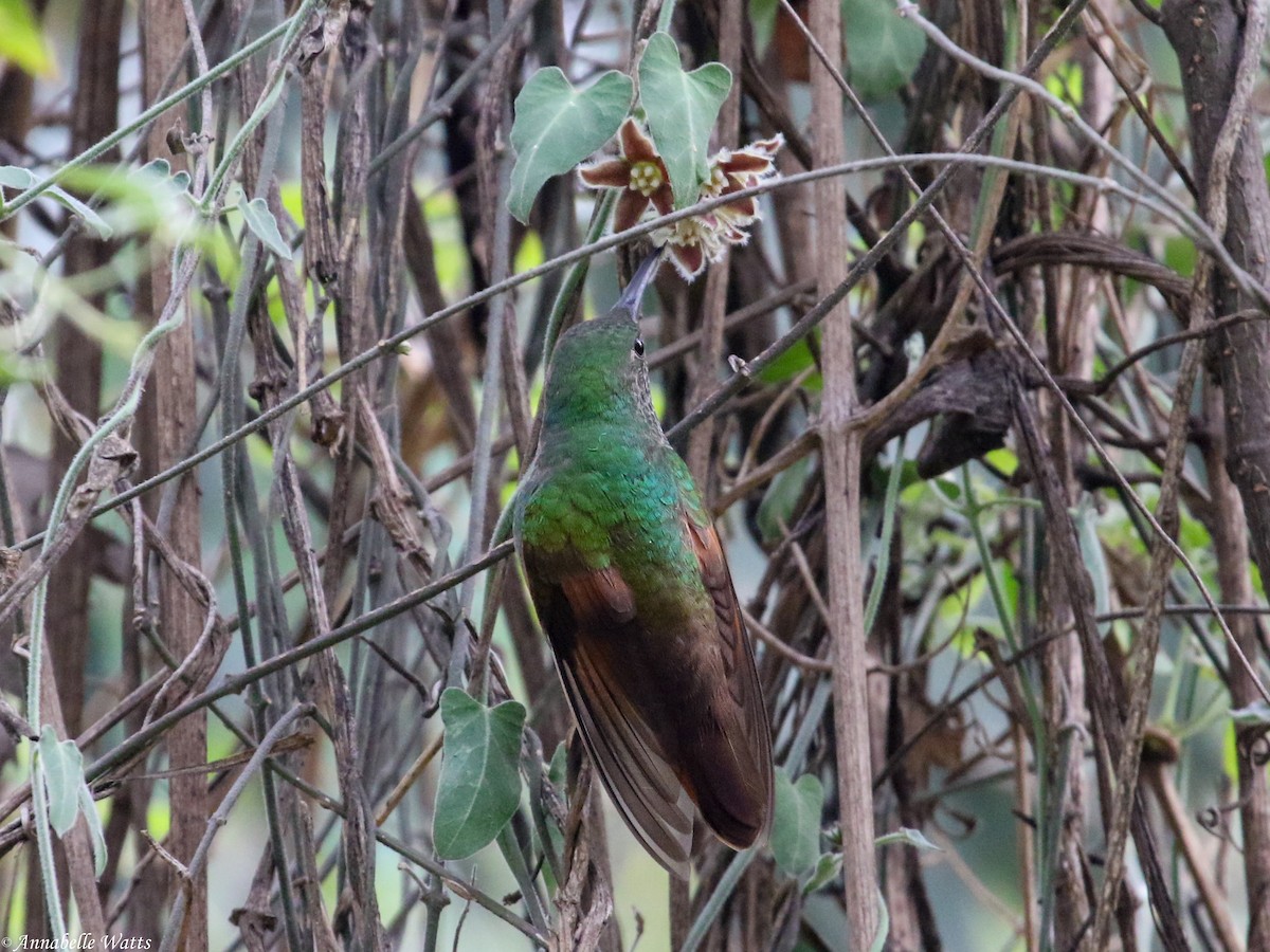 Berylline Hummingbird - Justin Watts