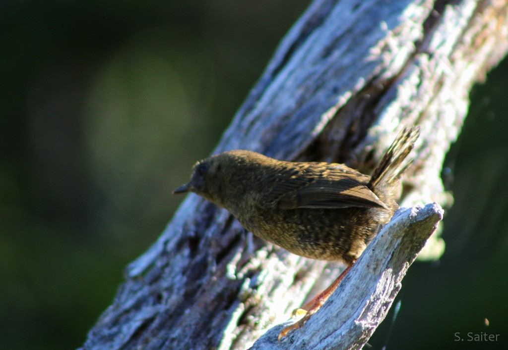 Magellanic Tapaculo - ML602575981