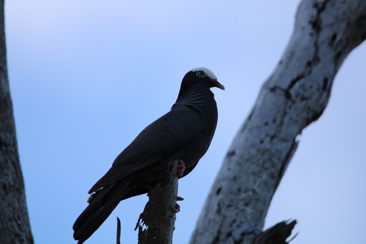 White-crowned Pigeon - ML602576001