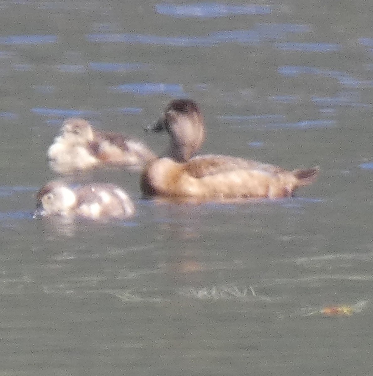 Ruddy Duck - ML602576331