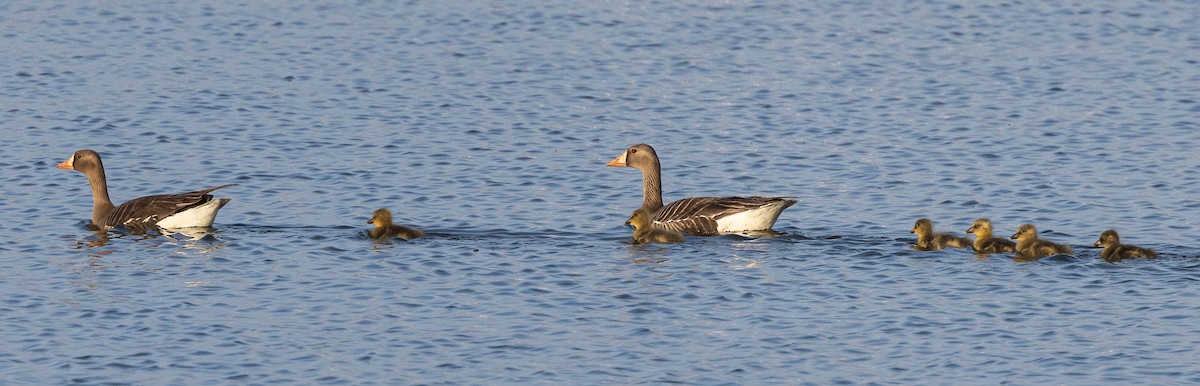 Greater White-fronted Goose - ML602576981