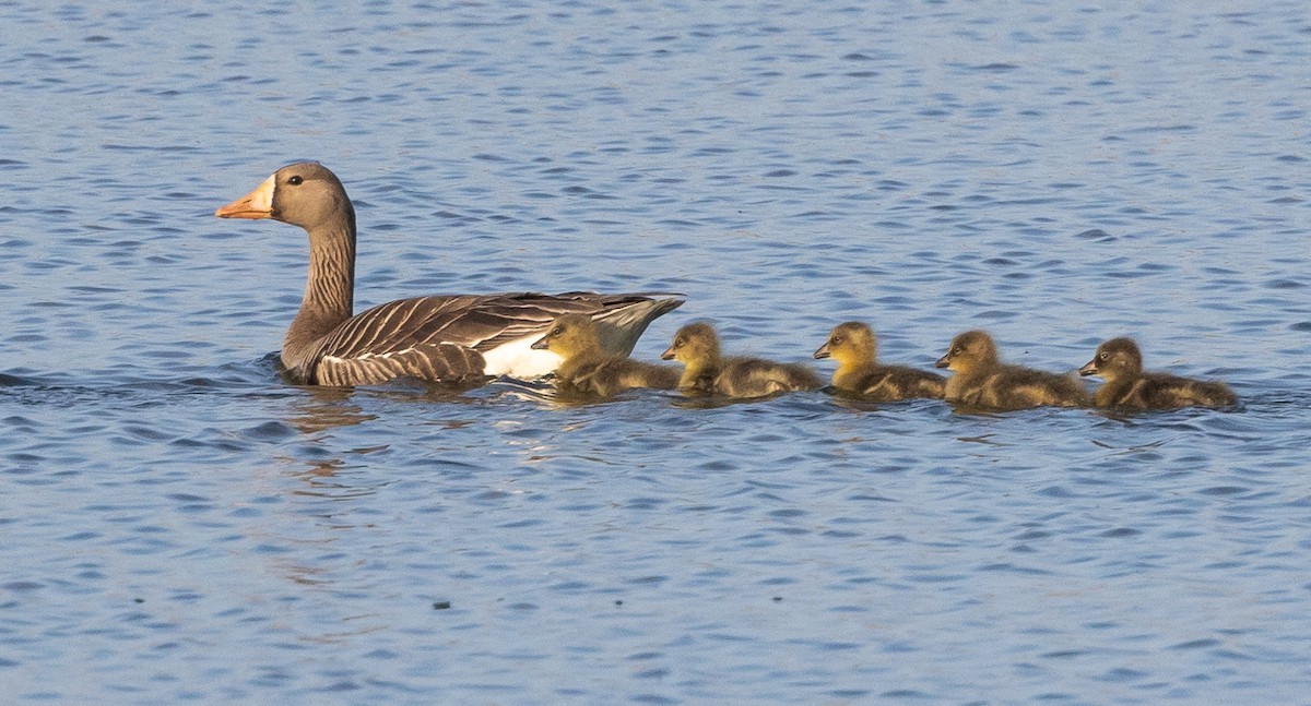 Greater White-fronted Goose - Caroline Lambert