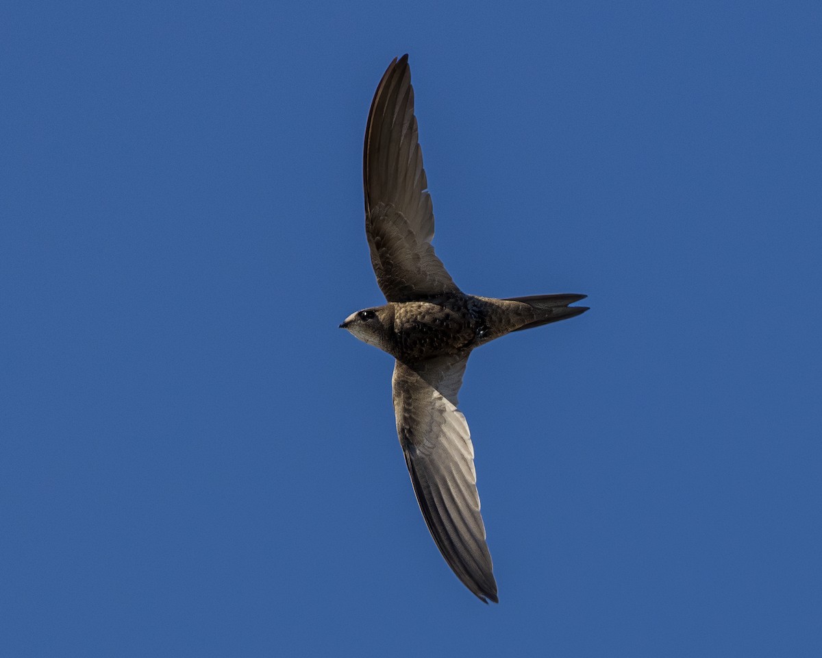 Pallid Swift - ML602578081