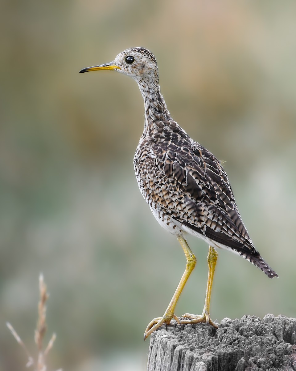 Upland Sandpiper - ML602578111