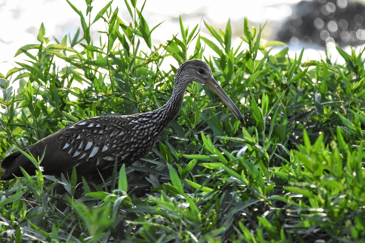 Limpkin - ML602578201