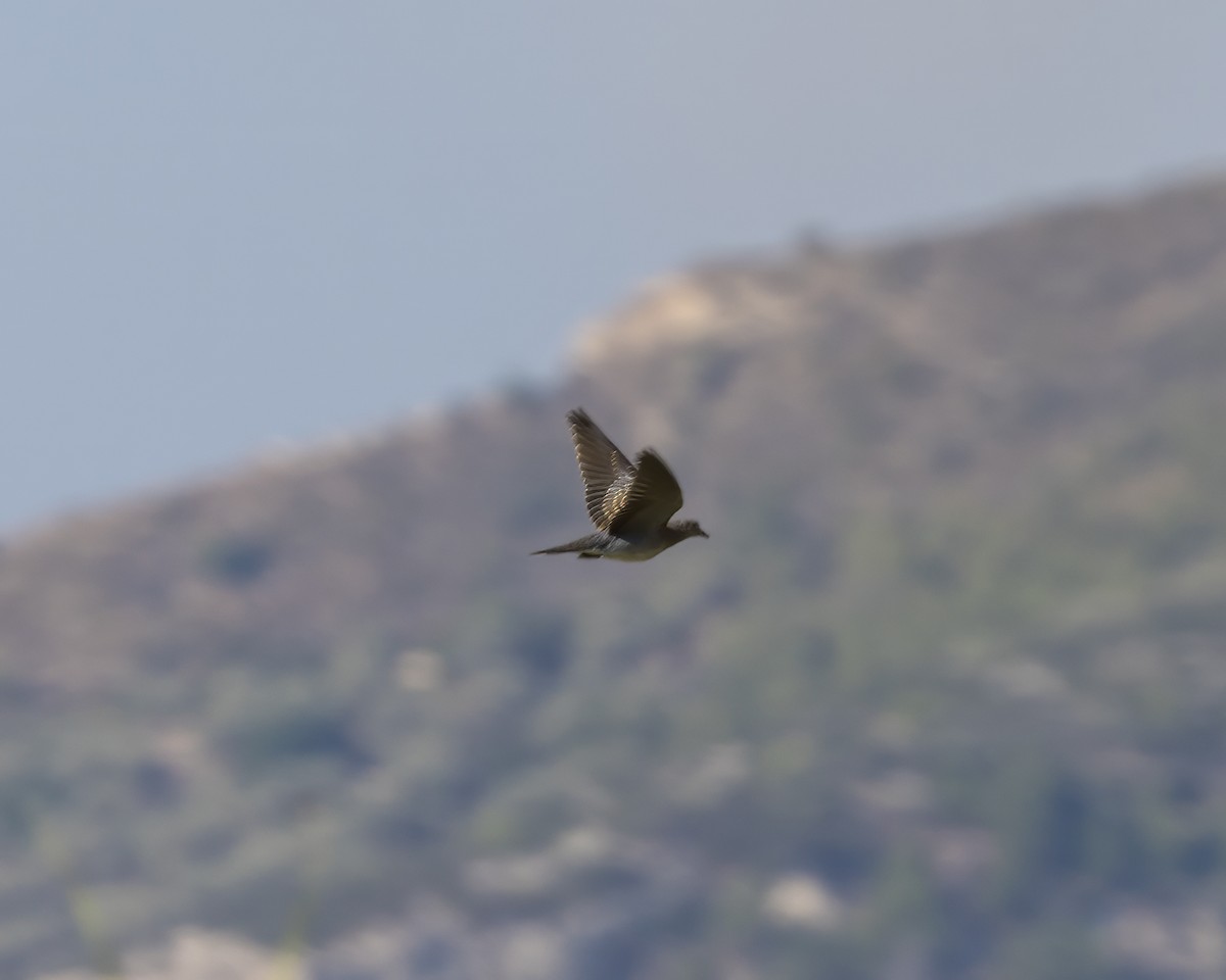 European Turtle-Dove - Anonymous