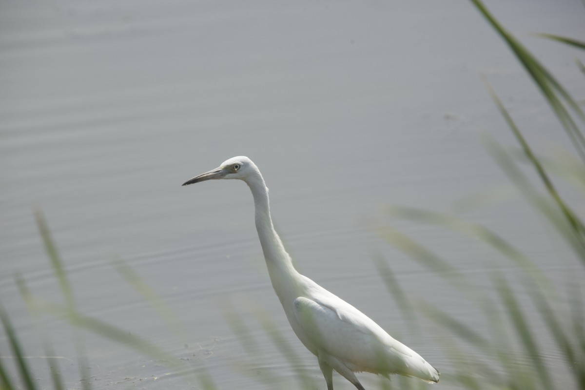 Little Blue Heron - Paul Miller