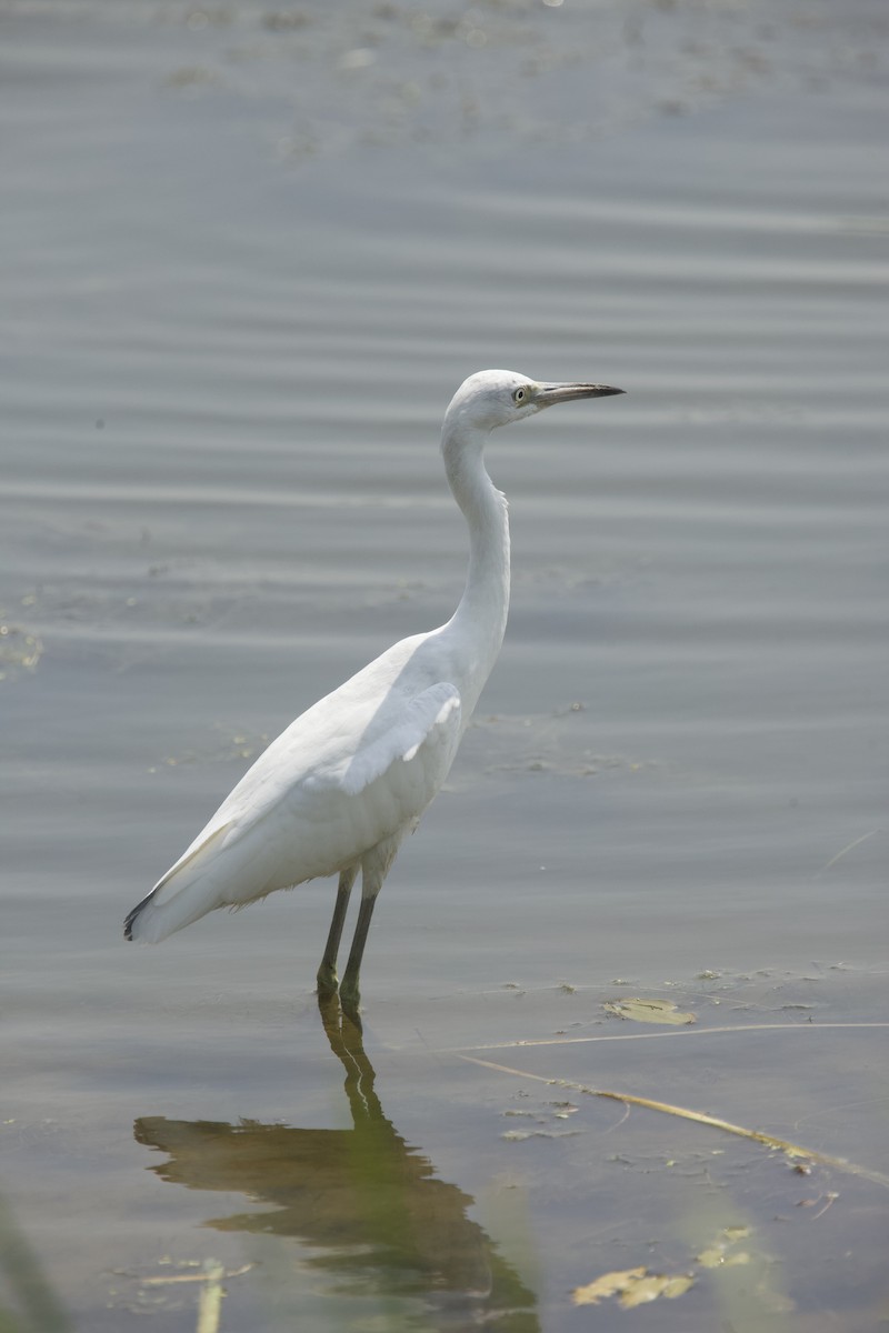 Little Blue Heron - Paul Miller