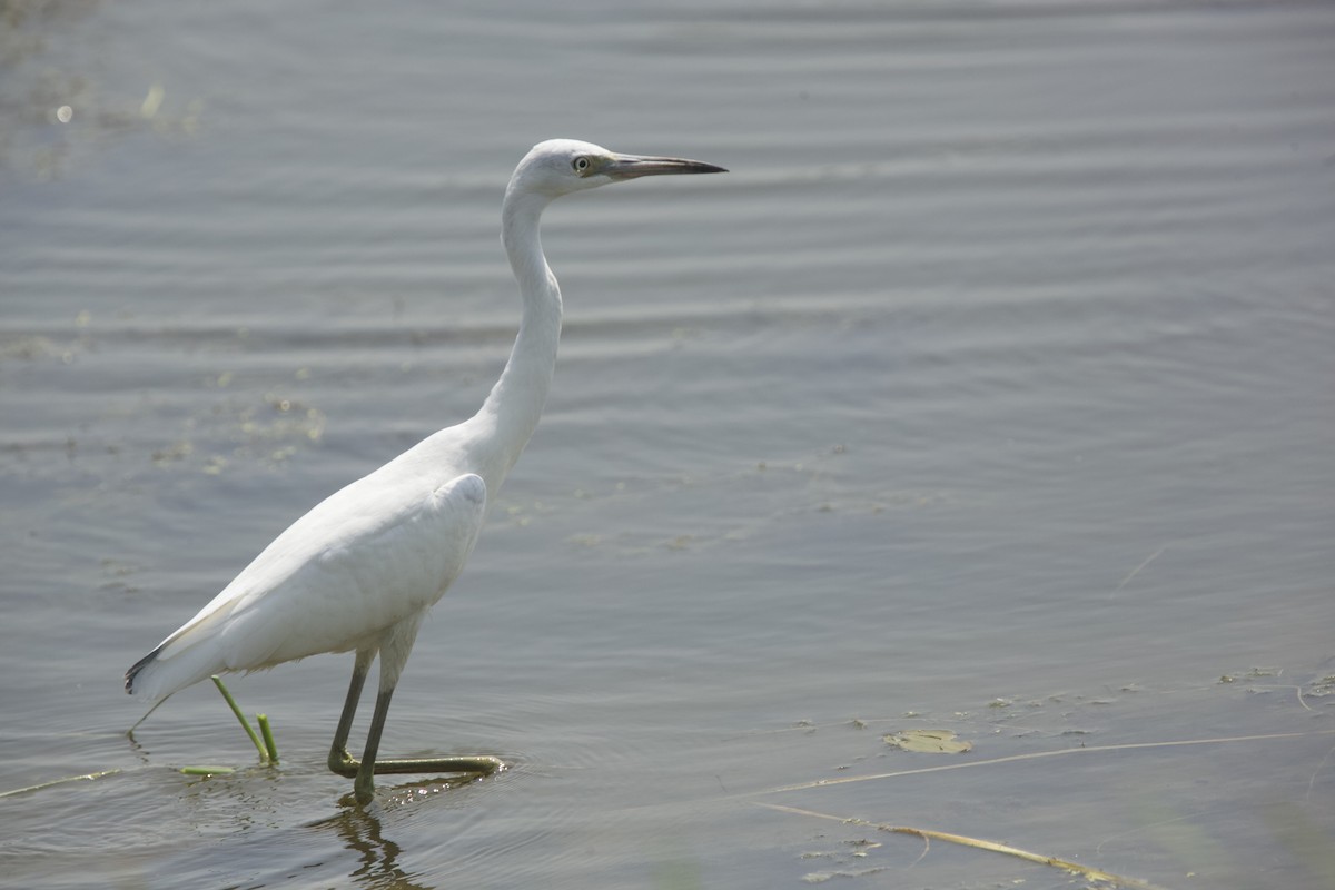 Little Blue Heron - Paul Miller