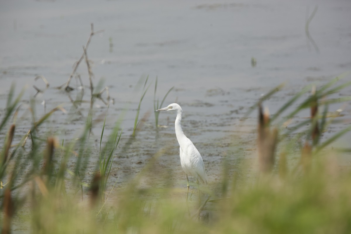 Little Blue Heron - Paul Miller