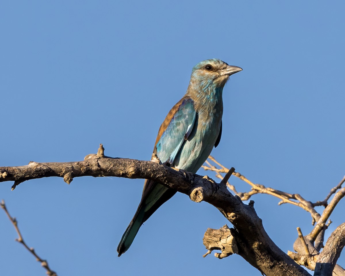 European Roller - Anonymous