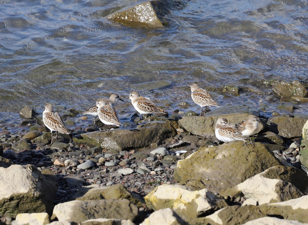 Western Sandpiper - ML602579131