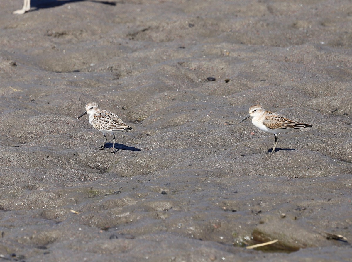 Western Sandpiper - ML602579271